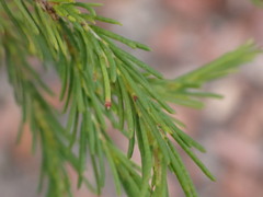 Melaleuca diosmatifolia