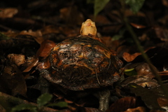 Kinixys erosa