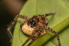 Heteropoda tetrica