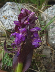 Dactylorhiza umbrosa