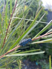 Chrysolopus spectabilis