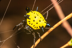 Actinacantha globulata
