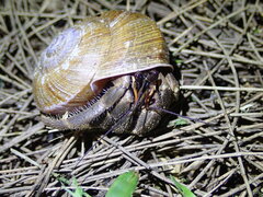 Coenobita