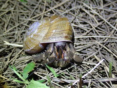Coenobita