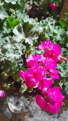 Pelargonium