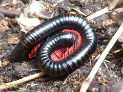 Orthoporoides