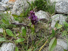 Dactylorhiza umbrosa