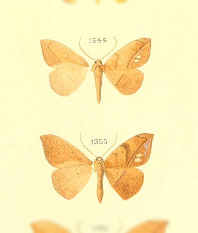 Patalene quatuormaculata