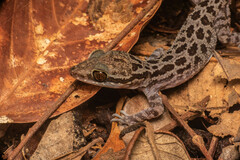 Cyrtodactylus pubisulcus