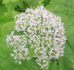 Chaerophyllum villarsii