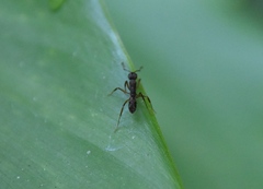 Ectatomma