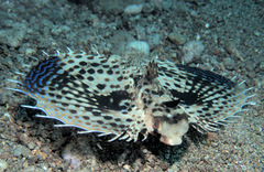 Dactyloptena orientalis