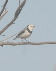 Epthianura albifrons