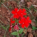 Verbena Roja - Photo (c) Santiago, algunos derechos reservados (CC BY-NC), subido por Santiago