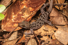 Cyrtodactylus pubisulcus