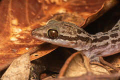 Cyrtodactylus pubisulcus