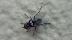 Anthomyia
