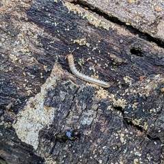 Myriapoda