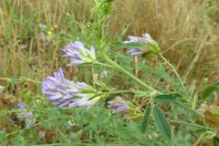 Medicago sativa