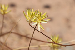 Ptilotus gaudichaudii