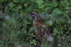 Colinus nigrogularis