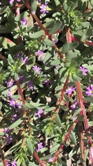 Lythrum hyssopifolia