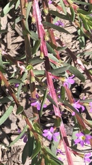 Lythrum hyssopifolia