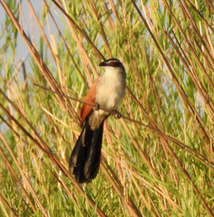 Centropus superciliosus