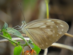 Pareronia hippia
