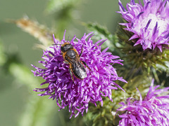 Osmia niveata