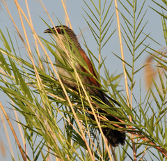 Centropus superciliosus
