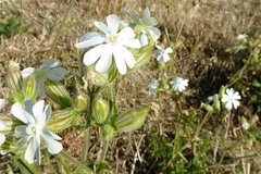Silene latifolia alba