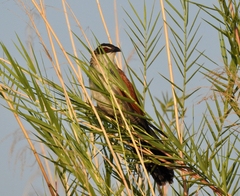 Centropus superciliosus