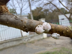 Ceroplastes albolineatus