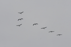 Leucogeranus leucogeranus