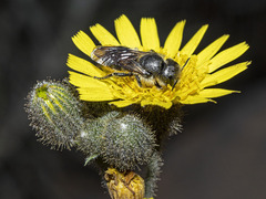 Osmia niveata