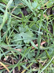 Ranunculus bulbosus