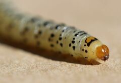 Neuranethes spodopterodes