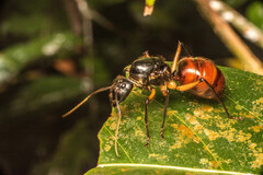 Dinomyrmex gigas borneensis