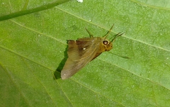 Hasora badra