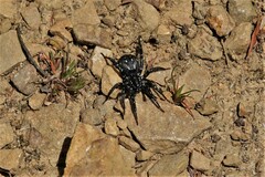 Nyssus albopunctatus