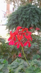 Pelargonium