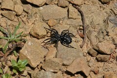 Nyssus albopunctatus