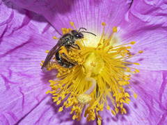 Lasioglossum chalcodes