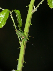 Leptophyes laticauda