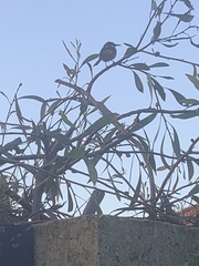 Phylidonyris novaehollandiae