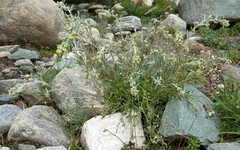 Artemisia genipi