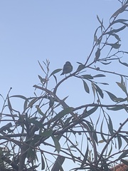 Phylidonyris novaehollandiae