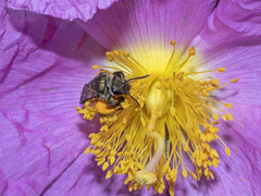 Lasioglossum chalcodes