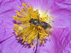 Lasioglossum chalcodes